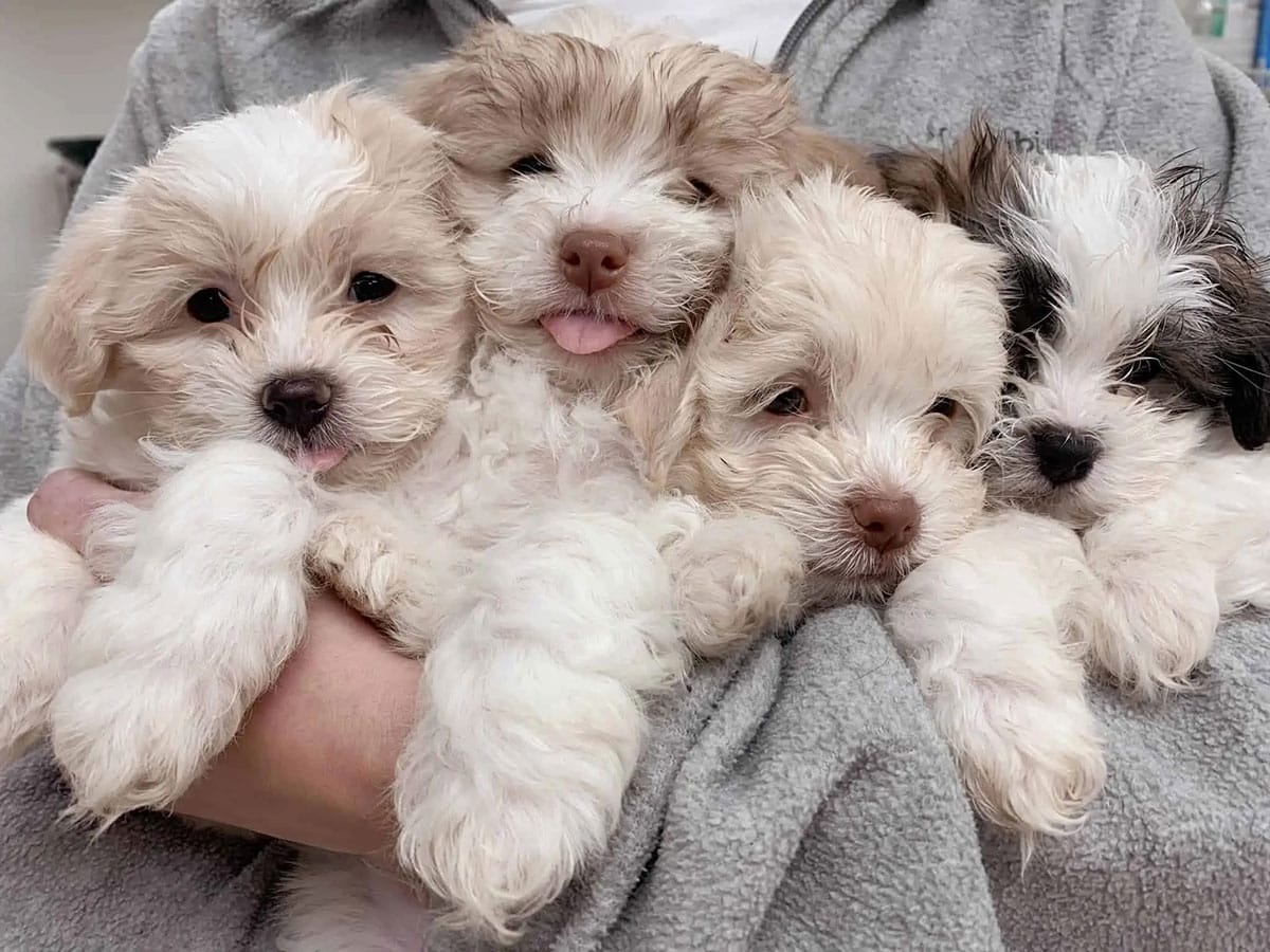 Fluffy-puppies Fluffy puppies - Fluffy puppies
