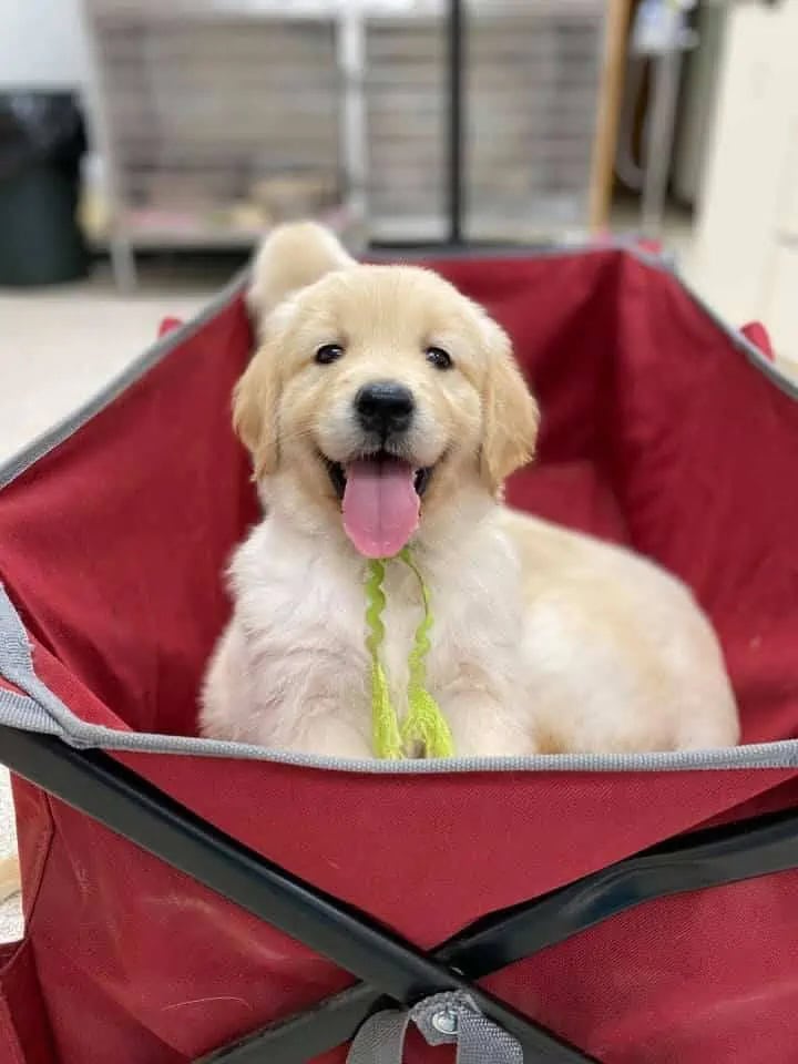 Goldy-pup-in-basket Goldy pup in basket - Goldy pup in basket