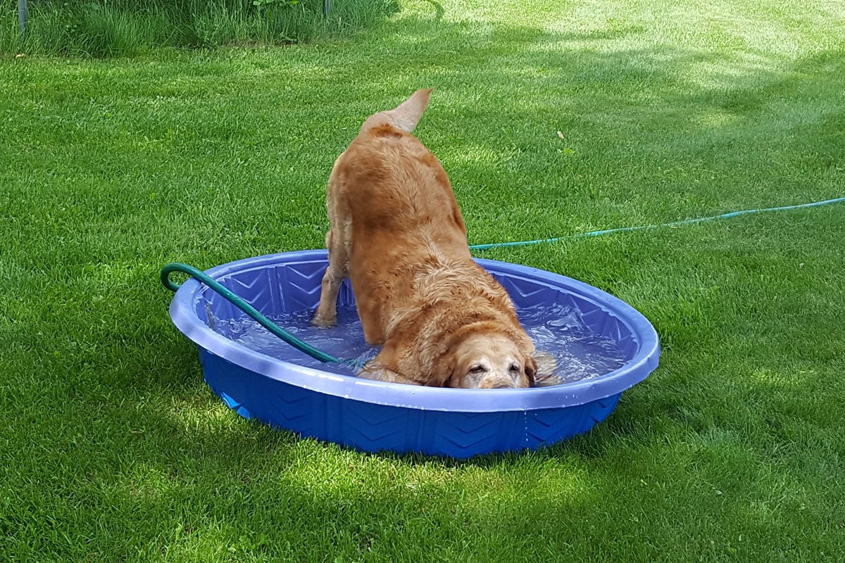 golden retriever - golden retriever