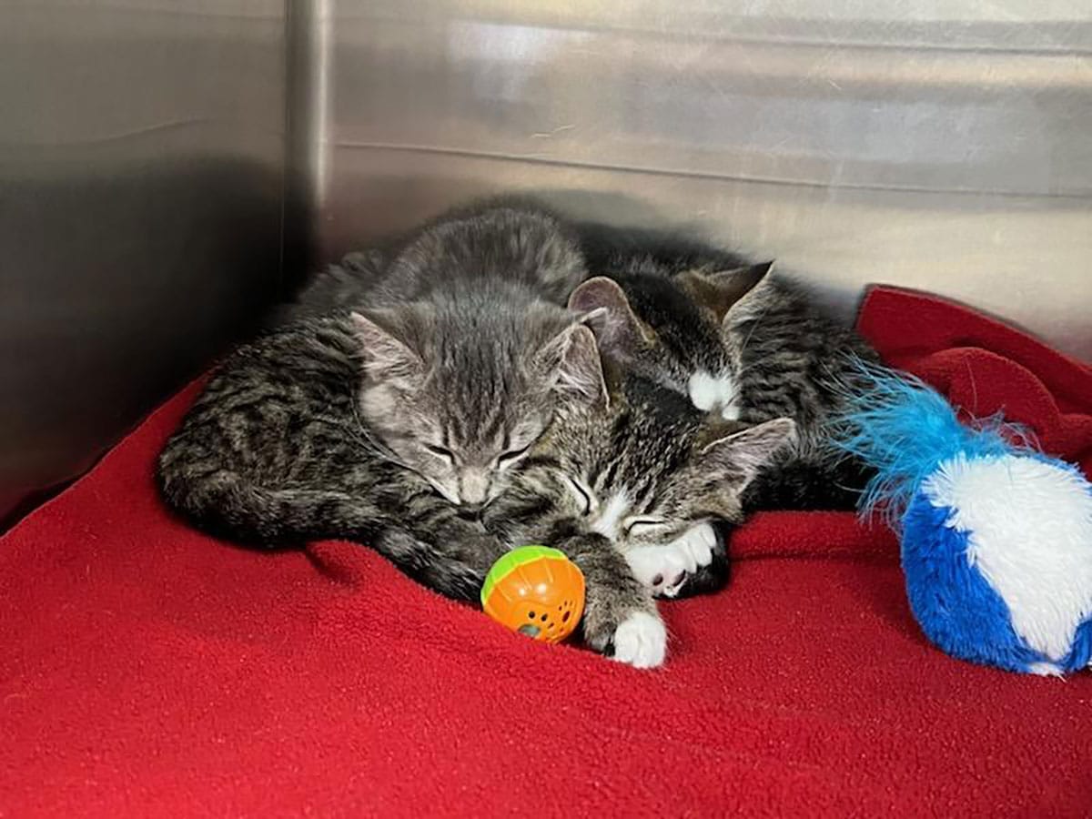 kittens kittens - kittens