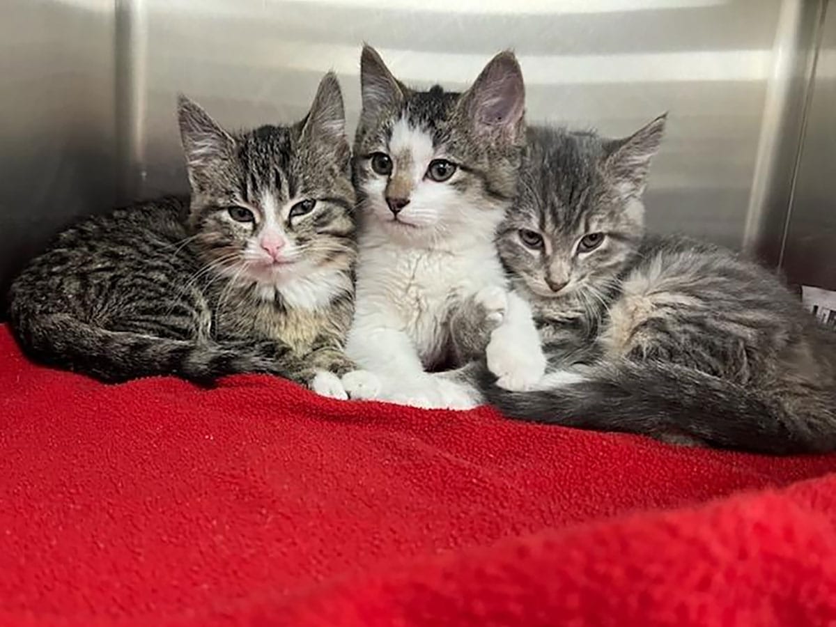 kittens_2 kittens 2 - kittens 2