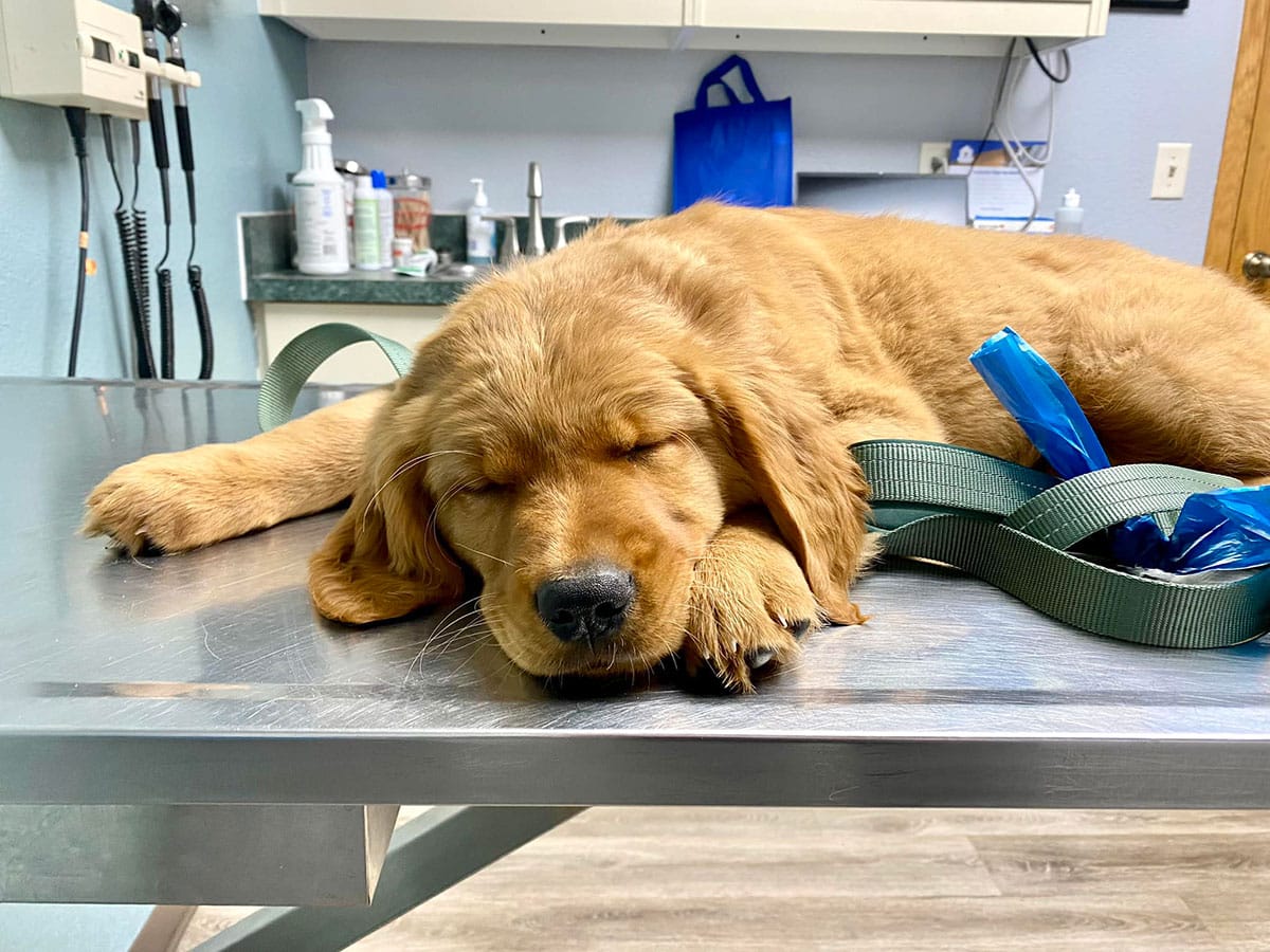 sleeping-golden sleeping golden - sleeping golden